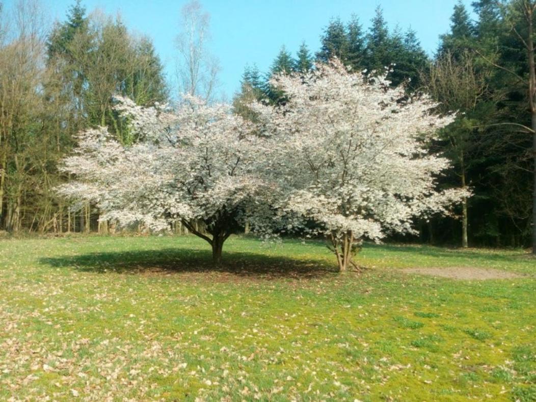 Idyl Lägenhet Wiedenborstel Exteriör bild
